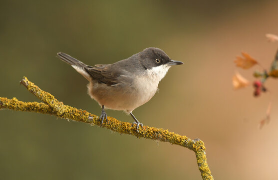 curruca mirlona en oto&ntilde;o