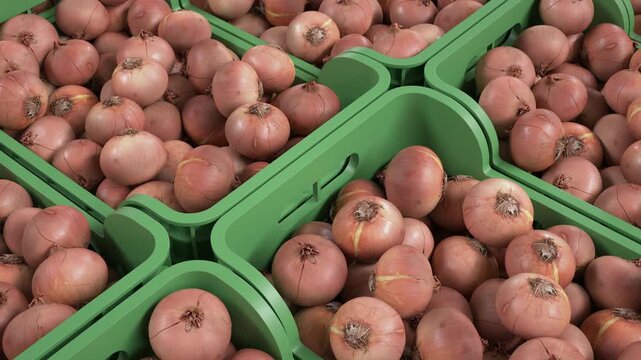 Onion harvest prepared for distribution.