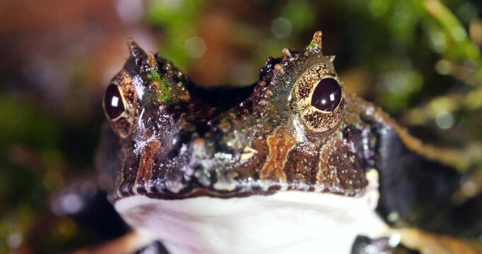 Perez's Snouted Frog (Edalorhina perezi). Close up of head. In rainforest, Yasuni National Park, Orellana province, the Ecuadorian Amazon.