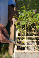 Fototapeta premium Gardener planting young tomato seedlings in individual pots