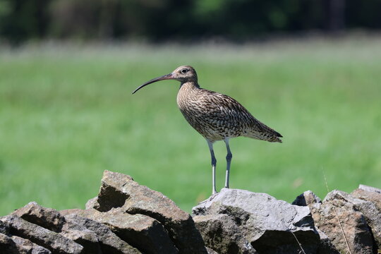 the Eurasian curlew (Numenius arquata) UK uplands during springtime