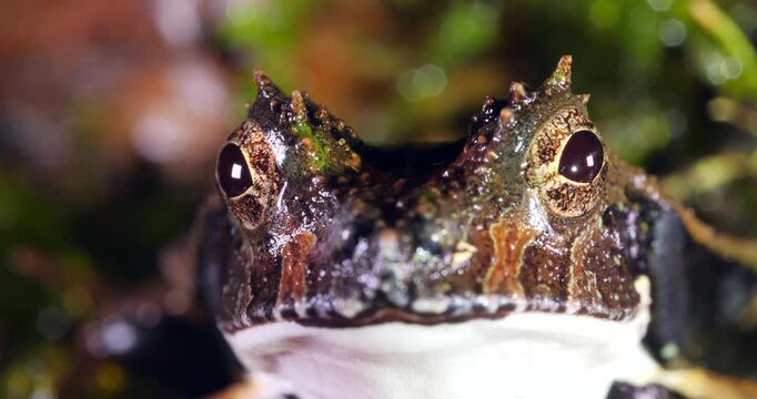 Perez's Snouted Frog (Edalorhina perezi). Close up of head. In rainforest, Yasuni National Park, Orellana province, the Ecuadorian Amazon.