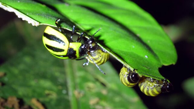 Platyphora beetle (family Chrysomelidae) brooding its larvae. Feeding on a leaf in the rainforest understory at night, Yasuni National Park, Orellana province, the Ecuadorian Amazon.