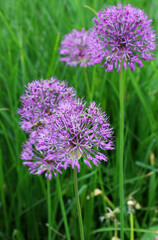 Fototapeta premium A perennial bulbous plant Allium blooms in the garden