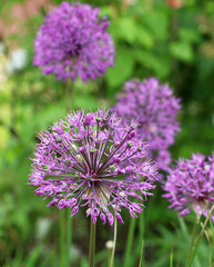 Fototapeta premium A perennial bulbous plant Allium blooms in the garden