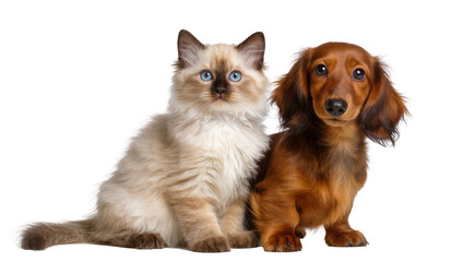 Fluffy Ragdoll kitten with blue eyes and long-haired dachshund puppy © Maria