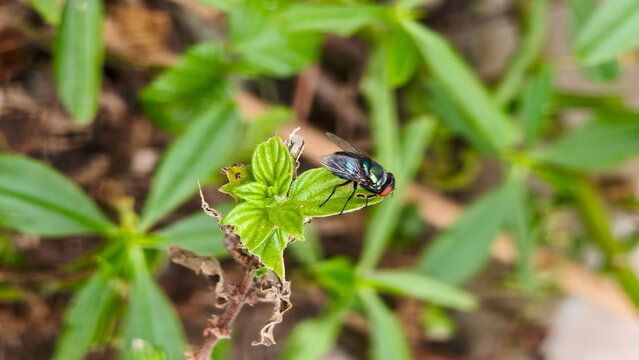 Common green bottle fly (Lucilia sericata) resting on a bright green leaf in a garden. Macro shot of a metallic blowfly perched on foliage with a blurred natural background.