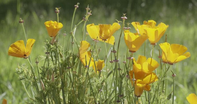 California golden poppy (Eschscholzia californica), Auvergne, France.