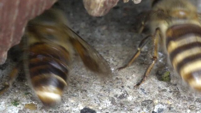 Close-Up Honeybee on Rough Concrete Near Wood