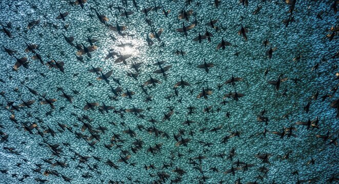 Flock of starlings, aerial view, bird swarm, natural phenomenon, wildlife