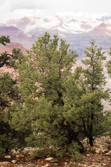 Fototapeta premium Foggy Grand Canyon Cliffs with Pine Trees and Rocky Landscape
