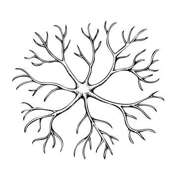 Detailed black and white illustration of a neuron with radiating dendrites