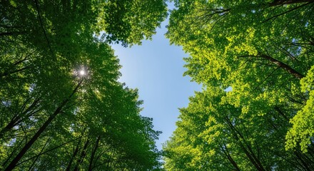 Fototapeta premium Looking up at the lush green canopy of tall trees reaching toward a clear blue sky in a dense woodland environment during a bright sunny day, trunks, majestic, wilderness