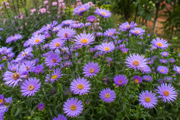 Fototapeta premium Close-up of fresh purple aster blossoms with yellow centers background