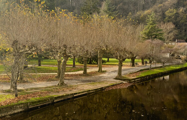 Fototapeta premium alley of trees in autumn 