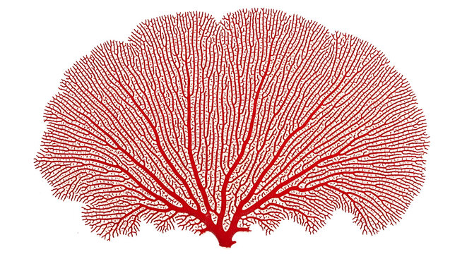 Detailed red branching organic structure resembling a sea fan, isolated on a clean white background