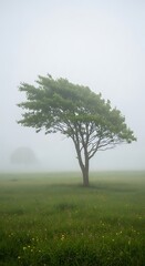Fototapeta premium Solitary tree emerges from misty, green field dotted with small wildflowers