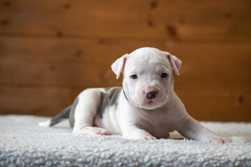 Obraz premium White puppy with gray spots and yellow collar stands on soft surface against wooden background, showcasing its playful and curious nature in a cozy indoor setting