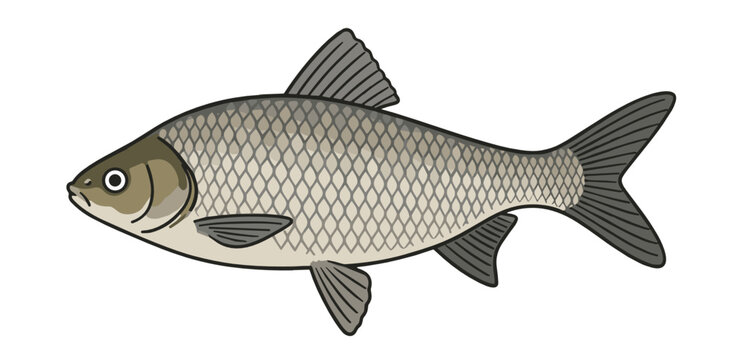 A detailed illustration of a freshwater carp or chub fish with natural brownish-grey scales and realistic fins, depicted in side view on a white background. Concept of river fishing.