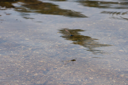 Zarte Libelle schwebt knapp &uuml;ber der Wasseroberfl&auml;che eines ruhigen Gew&auml;ssers. Spiegelung und Bewegung verleihen der Szene eine leichte und nat&uuml;rliche Atmosph&auml;re.
