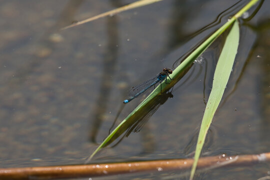 Blaue Libelle sitzt auf einem Schilfblatt &uuml;ber ruhigem Wasser. Die feinen Details der Fl&uuml;gel und die nat&uuml;rliche Umgebung erzeugen eine ruhige Naturaufnahme mit harmonischer Wirkung.
