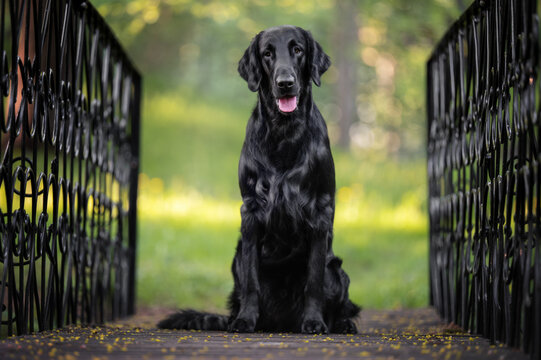 Black Flat-Coated Retriever Dogstanding confidently on a wooden bridge with metal railings