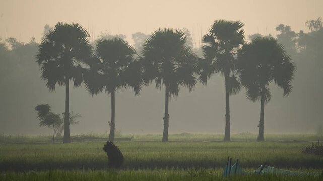 Bogura, Bangladesh - 17 May 2026: View of a row of palm trees and a worker carrying a bundle through a misty agricultural field at dawn.