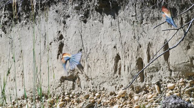 bee-eater, bee-eater digs in the sand, bee eater, family Meropidae,  require sunny, open landscapes with steep exposed earthen or sandy banks for nesting, sandy banks for nesting, Ticino River, Italy,