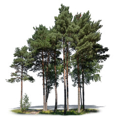 Naklejka na ściany i meble Group of tall pine trees, isolated on white and transparent background