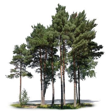 Group of tall pine trees, isolated on white and transparent background