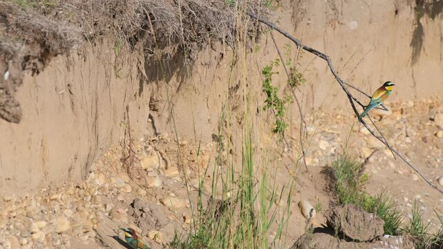 bee-eater, Merops apiaster,  family Meropidae,  require sunny, open landscapes with steep exposed earthen or sandy banks for nesting, sandy banks for nesting,, Ticino River, Italy