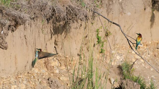 bee-eater, Merops apiaster,  family Meropidae,  require sunny, open landscapes with steep exposed earthen or sandy banks for nesting, sandy banks for nesting,, Ticino River, Italy