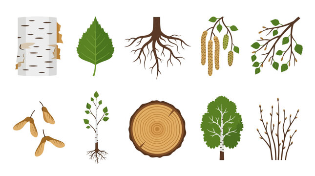 Vector collection of various tree parts, including leaves, seeds, and branches, for educational and ecological use