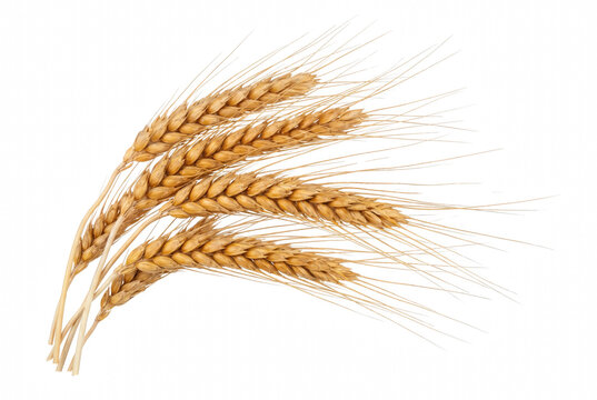 Bunch of Ripe Golden Wheat Ears