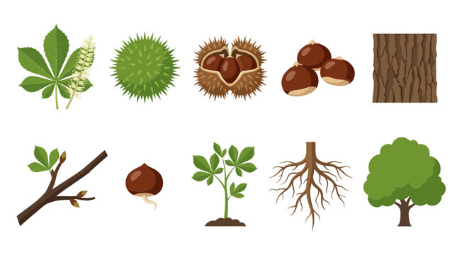 Vector collection of horse chestnut tree elements, showcasing growth stages, fruits, leaves, and bark for educational or decorative purposes related to food and nature