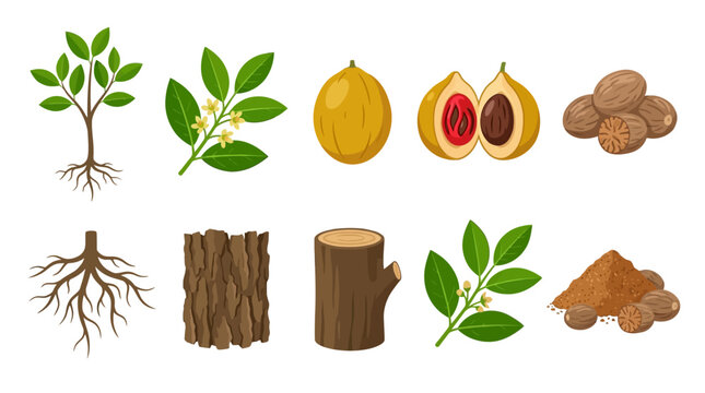 Botanical vector illustrations of nutmeg tree, nuts, bark, and powder for food and culinary uses