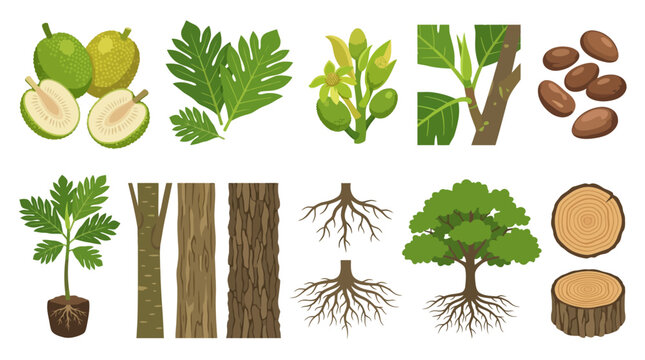 Collection of vector illustrations depicting breadfruit tree parts, including fruits, leaves, flowers, seeds, sapling, trunk, bark, roots, and a log, for food and botanical concepts