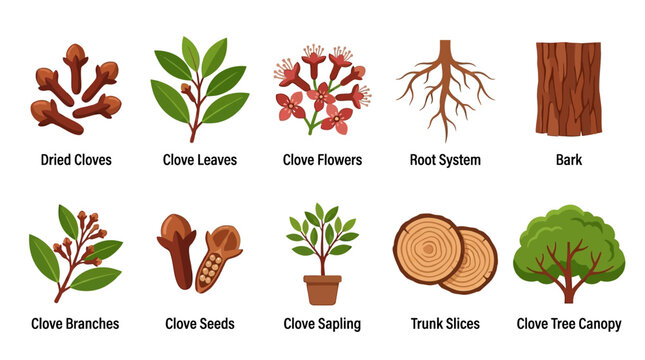 Clove Plant Parts A Vector Illustration Food and Botanical Study