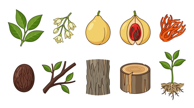 Botanical illustrations of nutmeg elements, including the fruit, seed, leaf, blossom, and wood, presented as a vector food graphic collection