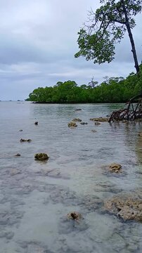 Scenic view of the calm, crystal-clear shallow waters of Nemo Reef at Havelock Island (Swaraj Dweep), featuring exposed coastal rocks, mangrove roots, and lush green tropical forest under an overcast 