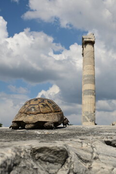 A wild Greek tortoise on ancient ruins with the Temple of Apollo in the background in Didim Turkey