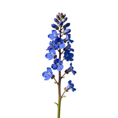 Fototapeta premium Elegant blue penstemon flower stem on a clean white backdrop