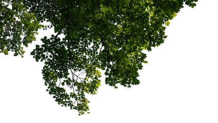 Fototapeta premium Maple tree branch in foreground, isolated on white and transparent background