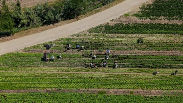 Drone view above agricultural workers harvesting lettuce on a plantation in Italy. People wearing sun protection hats move through crop rows during seasonal vegetable production and field operations.