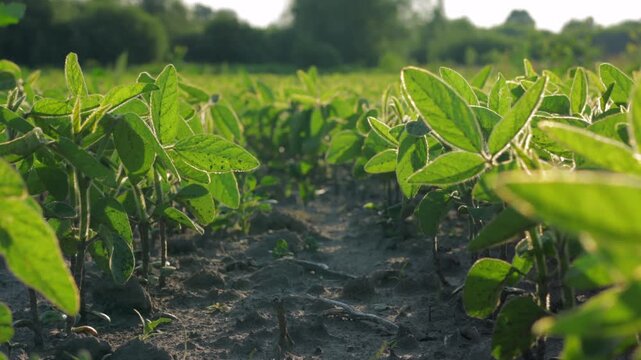 View of soybean sprouts as they grow in the field under sunlight at a farm in a rural location with green plants all around