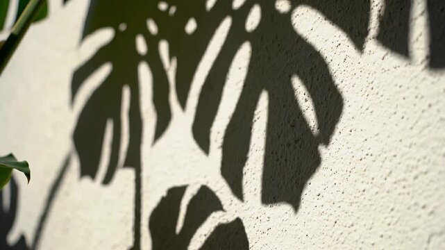 Monstera leaf shadows cast on a textured off-white wall with dappled sunlight creating a natural abstract pattern and a sense of tropical ambiance outdoors