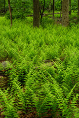 Fototapeta premium Scenic section of the Gravity Trail on Mount Penn in Reading, Pennsylvania featuring lush green ferns and diverse woodland vegetation.