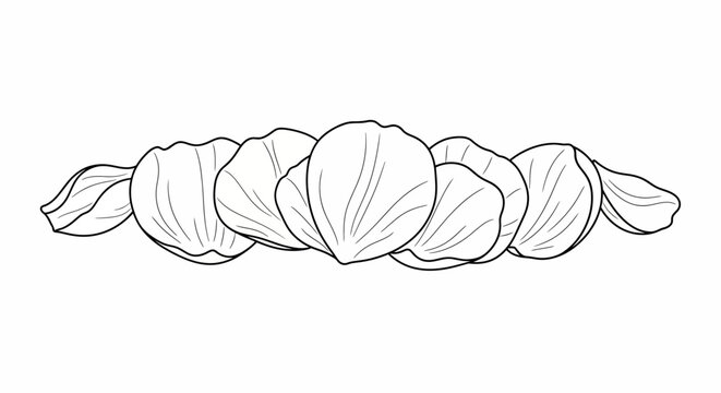 Line art illustration of a row of fresh peeled hazelnut kernels.