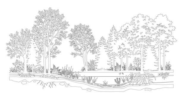 CAD forest landscape section line drawing, side view woodland trees stream roots grass and terrain for architecture landscape design vector illustration