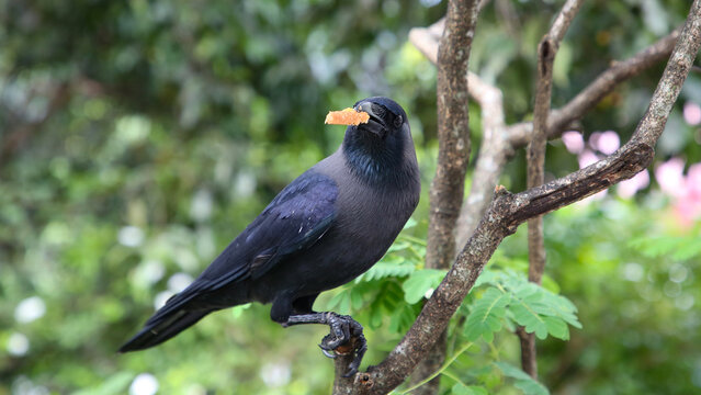 Cuervo indio o Corvus splendens